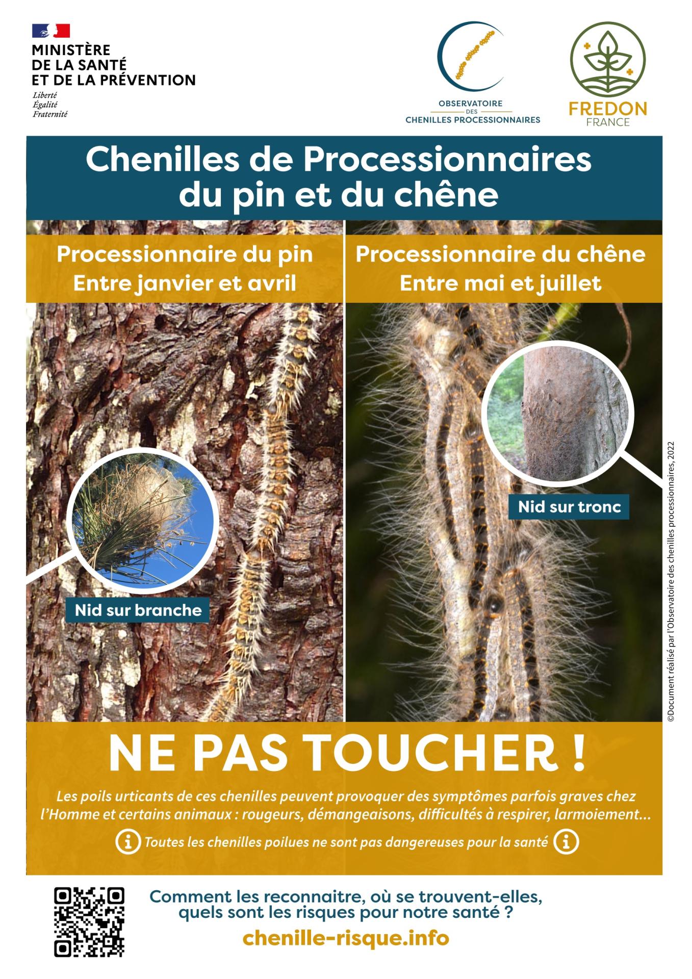 Information chenilles processionnaires